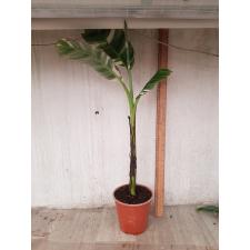 Musa variegated (White variegated) (Банан)