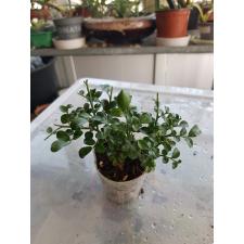 Murraya paniculata 'Min-a-Min' Dwarf mutation d 5cm 700p