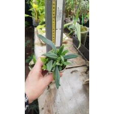 Microsorum thailandicum