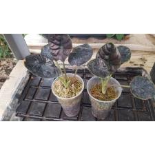 Alocasia infernalis 2.5" A1 ps.Februar22