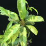 Manilkara achras (yellow leaf)(grafted).