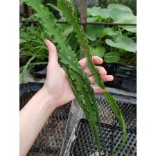 Microsorum sp.(T02) 175