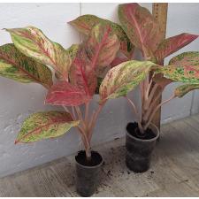 Аглаонема Лаксуб Красная / Aglaonema Laksub red A-140