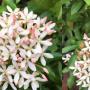 Ixora sp.(T16) soft pink flower (New hybrid)