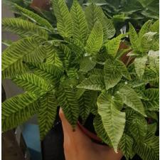 Coniogramme emeiensis 'Golden Zebra (Fern, папоротник)