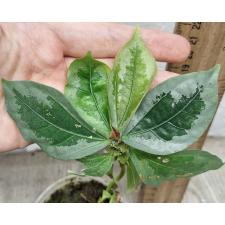 Элатостема сп.(Т02)(Серебряный край листа) / Elatostema sp.(T02)(silver margin leaf)