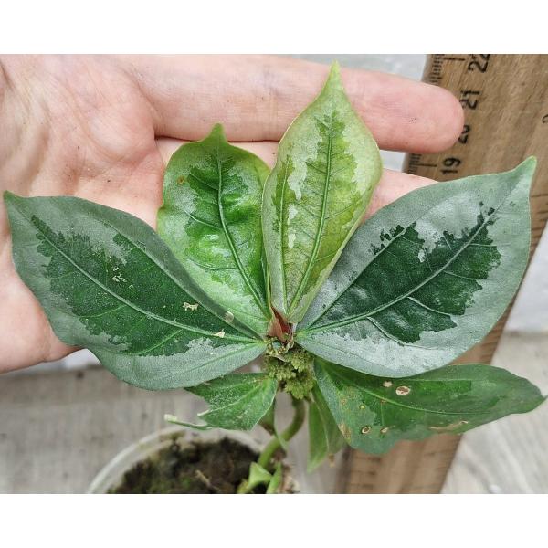 Элатостема сп.(Т02)(Серебряный край листа) / Elatostema sp.(T02)(silver margin leaf)