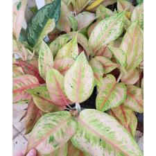 Aglaonema T28 Prakaipet