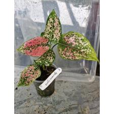 Aglaonema sp 22 стакан д 