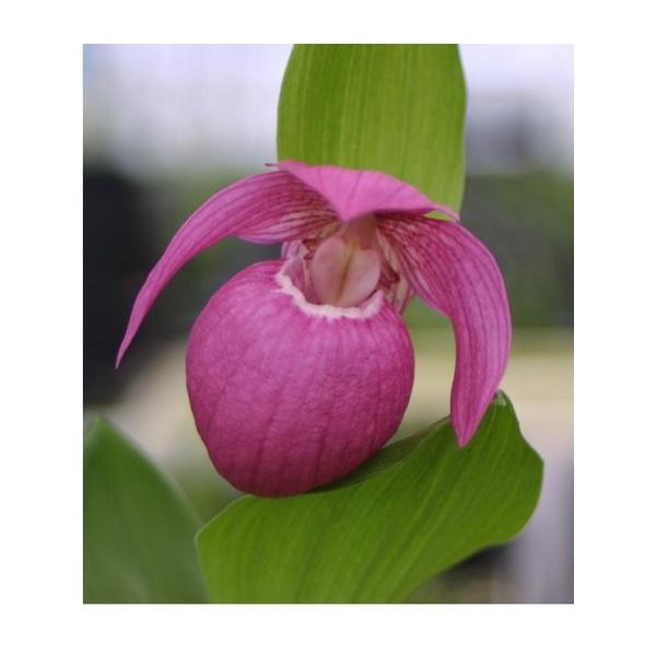 Циприпедиум макрантос пурпурный / Cypripedium Macrantohs purple