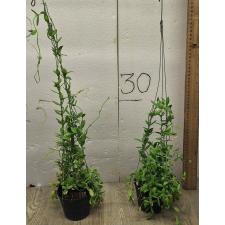 Дисхидия гребешковая / Dischidia pectinoides