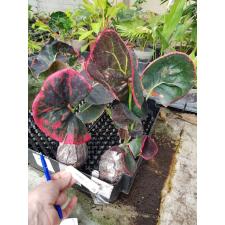 Codiaeum Tak Bai 252 