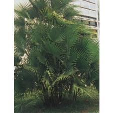 Акоелоррафе Райта (пальма Пауротис) / Acoelorraphe wrightii (Paurotis Palm).