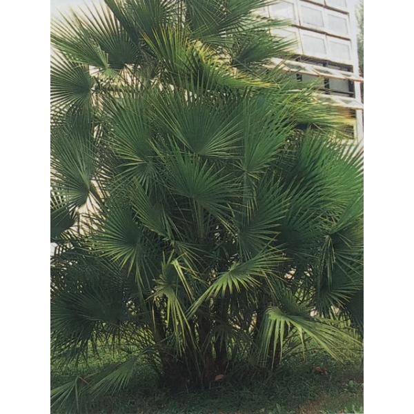 Акоелоррафе Райта (пальма Пауротис) / Acoelorraphe wrightii (Paurotis Palm).