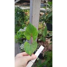 Caladium 32