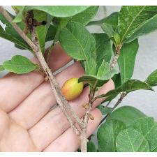Сунсепалум дулсификум. / Synsepalum dulcificum 266