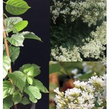 Porana volubilis (Bridal Creeper