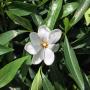 Gardenia sp.(T05).