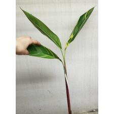 Heliconia sp. (white variegated) 134/1