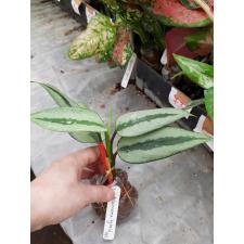 Aglaonema pumilum (Silver form)(Southern Thailand) 51/1 уценка 2200р