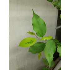 Ficus benjamina ‘Yellow Gold размер  S стакан