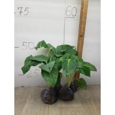 Homalomena sp Lindenii