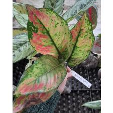Aglaonema Maha Heng 26