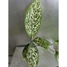 Dieffenbachia White Blizzard стакан s Д