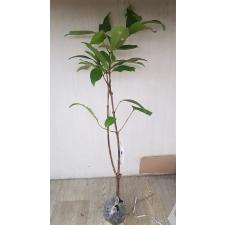 Syzygium samarangense 'Giant fruit' (seedless) Taiwan 286  по 2500p.