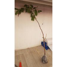 Dimocarpus longan 'Edor' (grafted)(fruit tree) 140 по 3200р