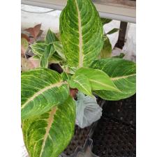 Aglaonema NEW18 Duang pa rich