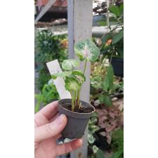 Caladium 34