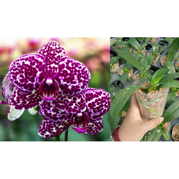 Фаленопсис Лиоулин Дикая Кошка / Phal. Lioulin Wild Cat 