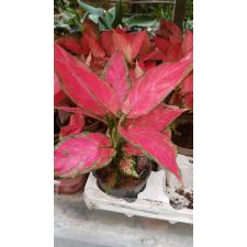Aglaonema red 12 cm pot