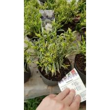 Gardenia radicans golden crown  15 pot