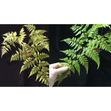 Davallia solida Prachuab province southern Thailand 112