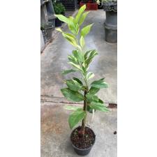 Citrus limon 'Variegated Pink Eureka Lemon'.