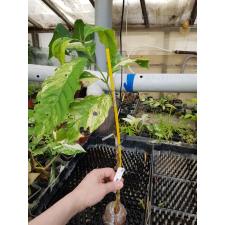 Coffea arabica (big leaf) (yellow variegated) 325