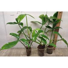 Филодендрон Трипартитум / philodendron tripartitum