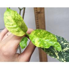 Табернамонтана (Т02) Золотая варегатность / Tabernaemontana (T02) Golden variegated