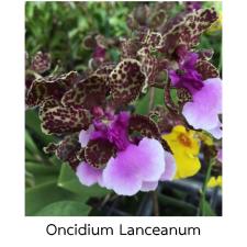 Онцидиум ланцеанум / Oncidium Lanceanum