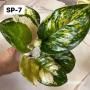 Aglaonema SP-7 A Amazon