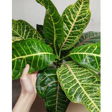 Codiaeum Tri Noosara 79/1 