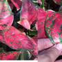 Aglaonema Unyamanee 'Red' (big leaf)