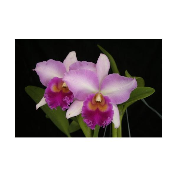 Брассолаелиокаттлея ‘Пинк Даймонд’ / Blc. Pink Diamond