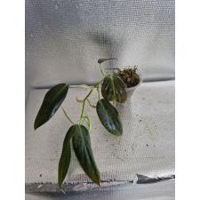 philodendron gigas s стакан Д 