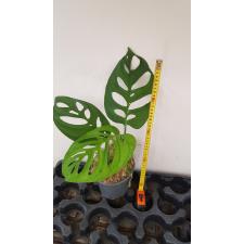 Monstera epipremnoides 'Esqueleto s ук черенок 1200р