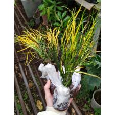 Codiaeum A59 Picasso