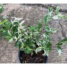 Райтия сп. белая варегатность / Wrightia sp. white variegated