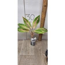 Aglaonema Malaitong A-44 Мутация